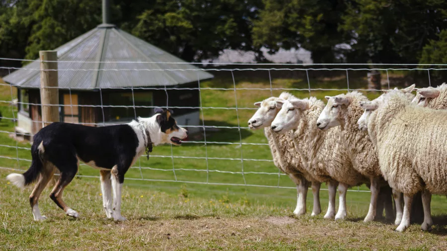 Farm dog herding sheep against a fence during a sheepdog demonstration