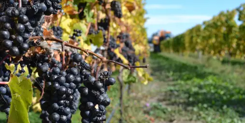 Close-up of Pinot Noir grape clusters ready for harvest in Waipara Valley.