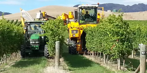 Grape harvesting machinery in action among rows of vines in Waipara Valley.