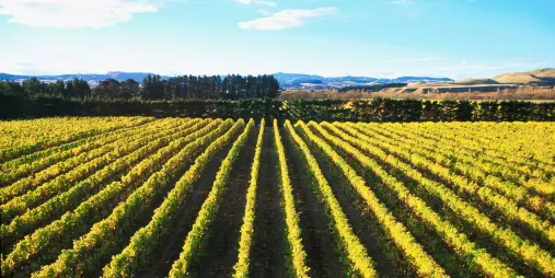 Rows of grapevines at Pegasus Bay Winery in Waipara Valley under a clear sky.
