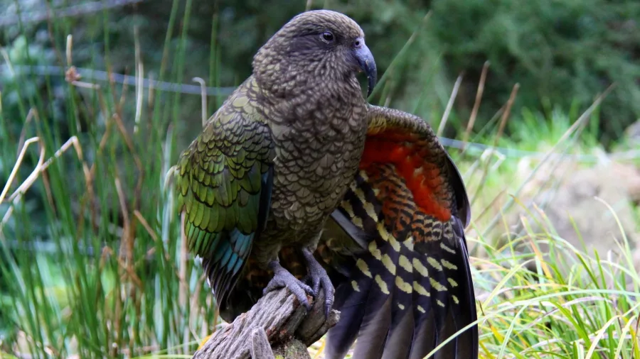 Kea parrot displaying its vibrant underwings at Willowbank Wildlife Reserve in Christchurch