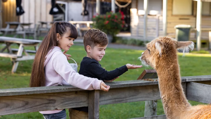Two children feeding an alpaca at Willowbank Wildlife Reserve in Christchurch