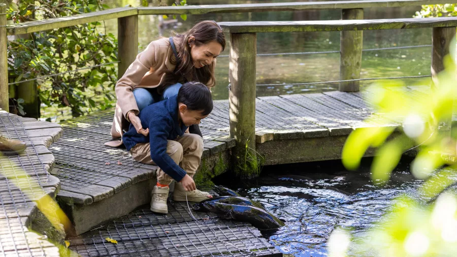 Mother and son feeding eels from a wooden platform at Willowbank Wildlife Reserve in Christchurch