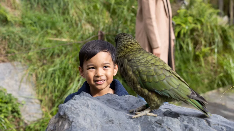 Young boy smiling at a kea parrot on a rock at Willowbank Wildlife Reserve in Christchurch