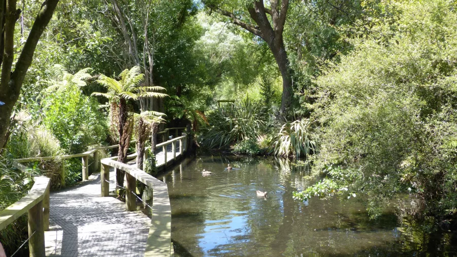 Raised wooden walkway through native bush at Willowbank Wildlife Reserve in Christchurch