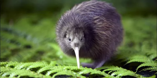 Nocturnal kiwi bird walking through ferns at Willowbank Wildlife Reserve in Christchurch