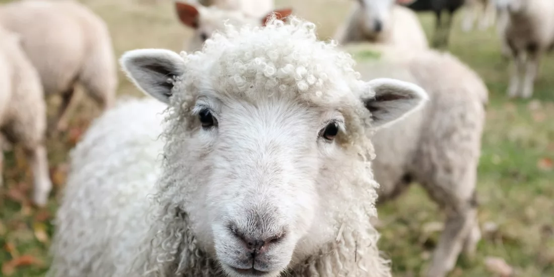 Curious lamb looking into the camera on a sheep farm in New Zealand