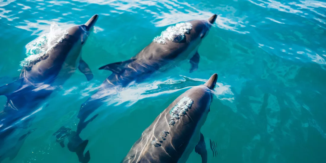 Dusky dolphins swimming in clear blue waters of Kaikōura