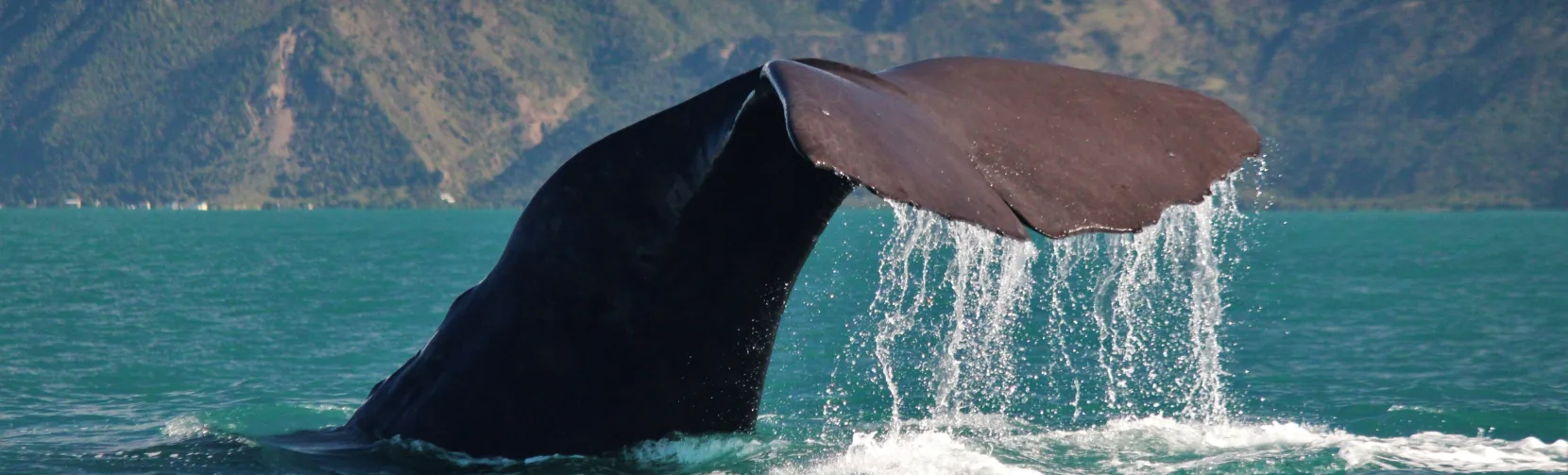 Sperm whale tail dripping water in Kaikōura with mountains in background