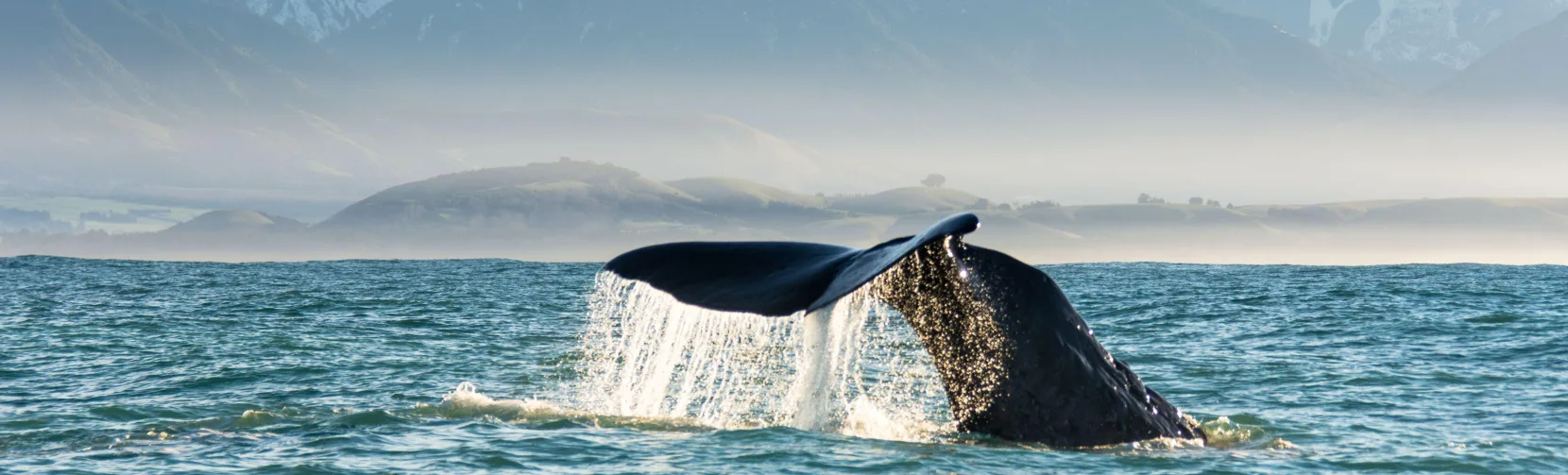 Sperm whale tail diving in Kaikōura with snow-capped mountains in the background