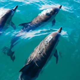 Dusky dolphins swimming in clear blue waters of Kaikōura