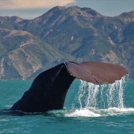Sperm whale tail dripping water in Kaikōura with mountains in background