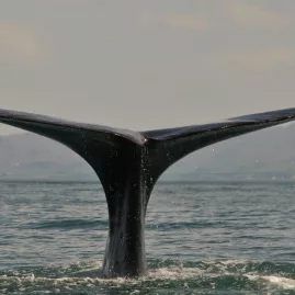 Close-up of sperm whale fluke in Kaikōura waters