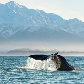 Sperm whale tail diving in Kaikōura with snow-capped mountains in the background