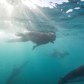A snorkeller glides through clear water alongside Dusky dolphins off the coast of Kaikōura, New Zealand.