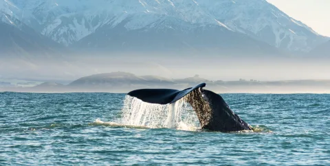 Sperm whale tail diving in Kaikōura with snow-capped mountains in the background