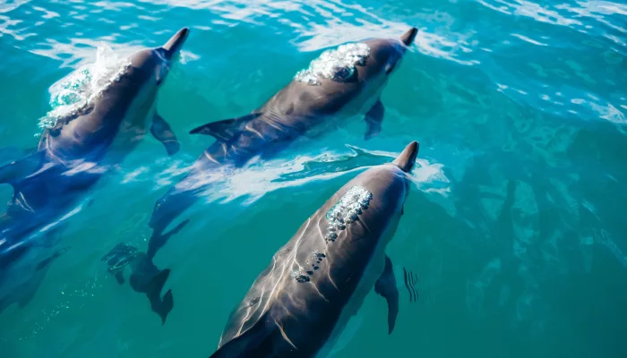 Dusky dolphins swimming in clear blue waters of Kaikōura