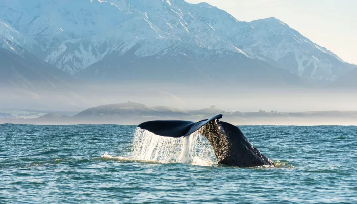 Sperm whale tail diving in Kaikōura with snow-capped mountains in the background