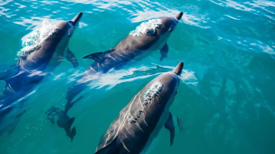 Dusky dolphins swimming in clear blue waters of Kaikōura