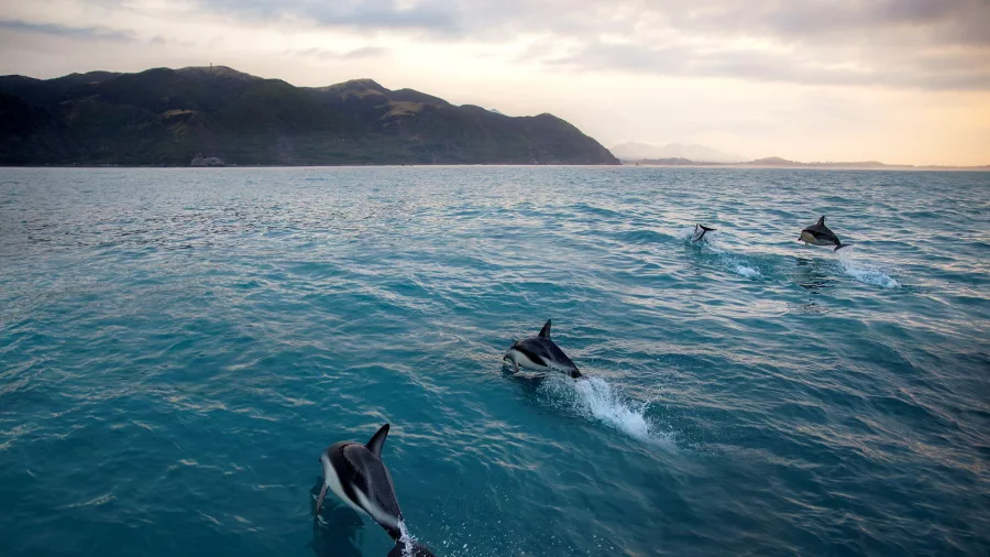 Dolphins swimming near the coast of Kaikōura under a soft sunset sky