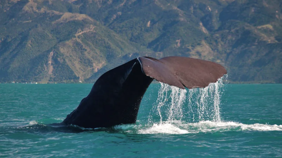 Sperm whale tail dripping water in Kaikōura with mountains in background