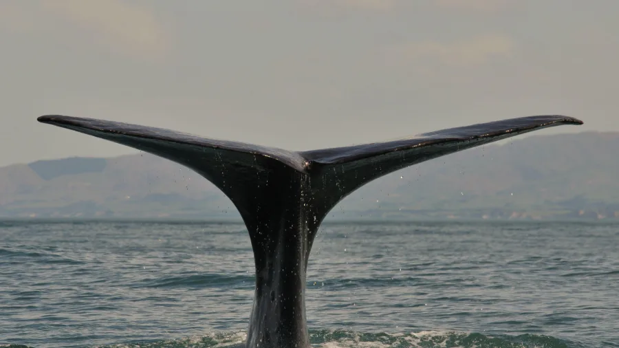Close-up of sperm whale fluke in Kaikōura waters