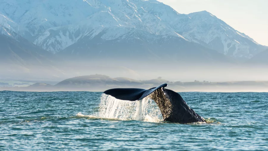Sperm whale tail diving in Kaikōura with snow-capped mountains in the background