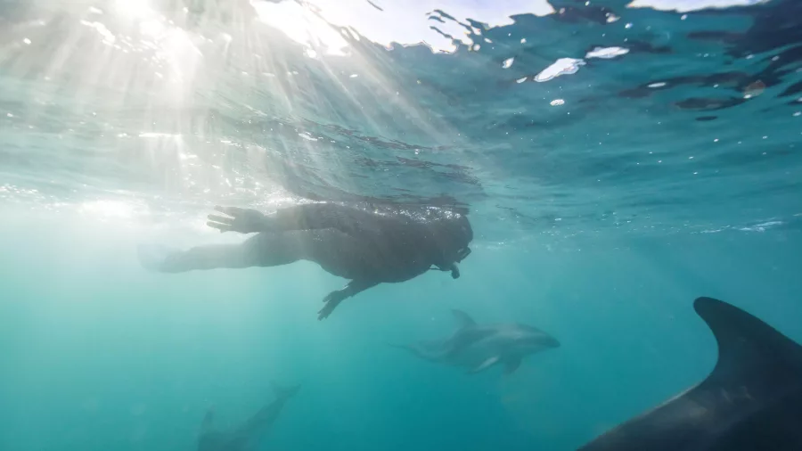 A snorkeller glides through clear water alongside Dusky dolphins off the coast of Kaikōura, New Zealand.