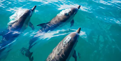 Dusky dolphins swimming in clear blue waters of Kaikōura