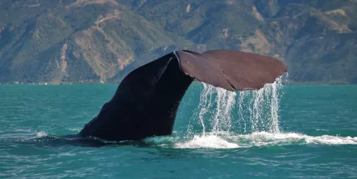 Sperm whale tail dripping water in Kaikōura with mountains in background