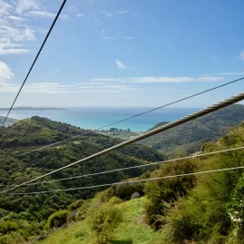 Zipline cables stretching through native bush with sea views near Kaikōura.