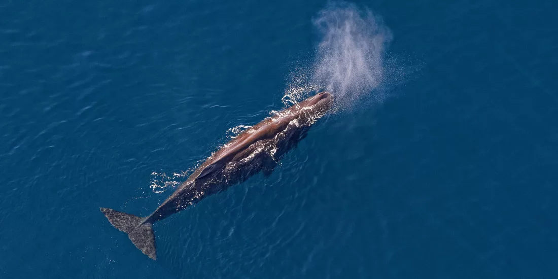 Sperm whale surfacing in the deep blue ocean near Kaikōura, seen from a helicopter