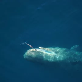 Sperm whale gliding under the surface with a squid visible in the Kaikōura marine reserve