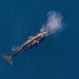Sperm whale surfacing in the deep blue ocean near Kaikōura, seen from a helicopter