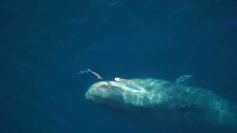 Sperm whale gliding under the surface with a squid visible in the Kaikōura marine reserve