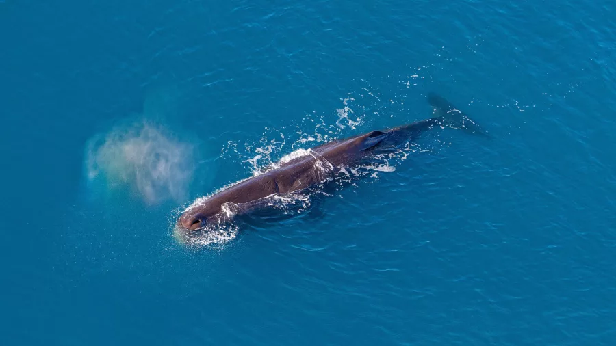 Whale exhaling mist from its blowhole in the clear waters off Kaikōura