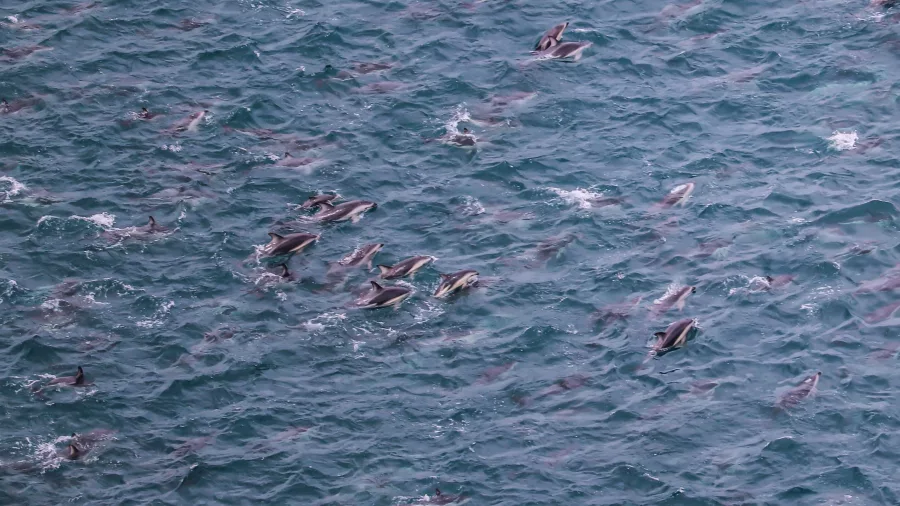 Large pod of dusky dolphins swimming in the ocean off Kaikōura, seen from above