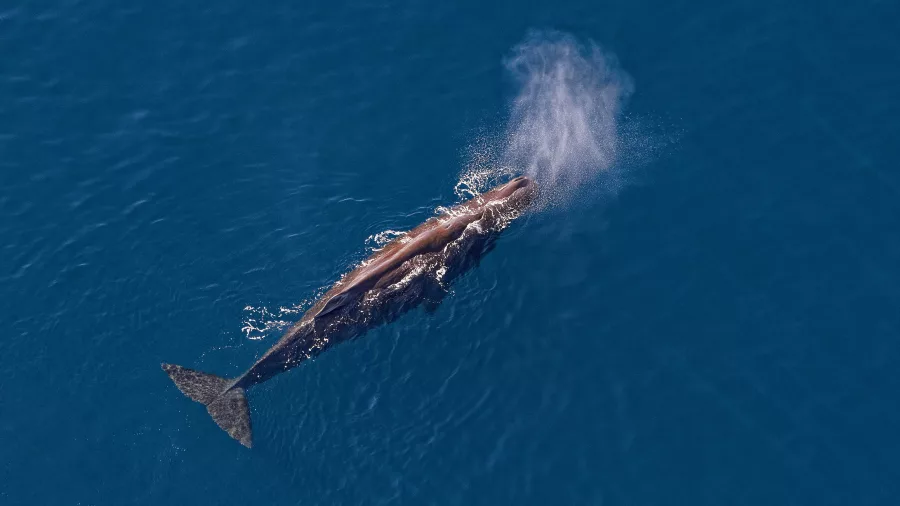 Sperm whale surfacing in the deep blue ocean near Kaikōura, seen from a helicopter