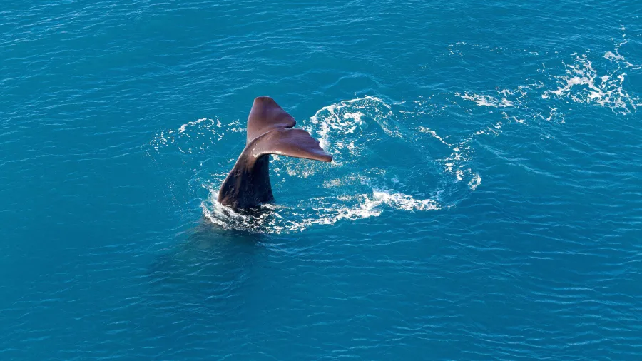 Aerial view of sperm whale tail in Kaikōura waters