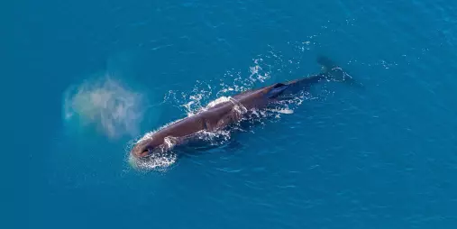 Whale exhaling mist from its blowhole in the clear waters off Kaikōura