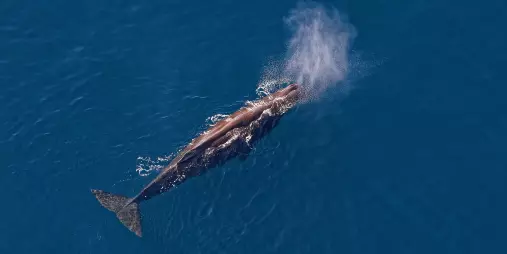 Sperm whale surfacing in the deep blue ocean near Kaikōura, seen from a helicopter