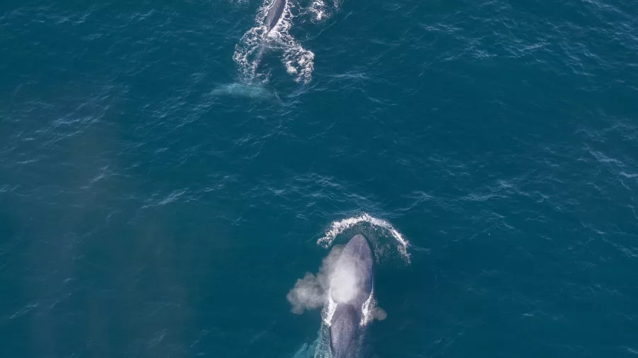 Aerial view of two whales surfacing during Kaikōura Helicopters whale watching tour