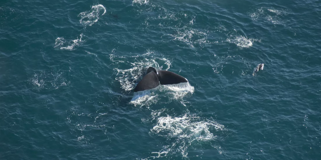 Aerial shot of a Sperm Whale tail just above the ocean surface in Kaikōura