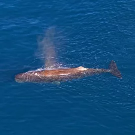 Sperm whale resting at the ocean surface viewed from the air on a scenic flight