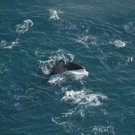 Aerial shot of a Sperm Whale tail just above the ocean surface in Kaikōura