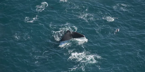 Aerial shot of a Sperm Whale tail just above the ocean surface in Kaikōura