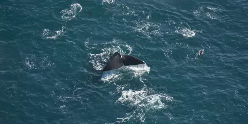 Aerial shot of a Sperm Whale tail just above the ocean surface in Kaikōura