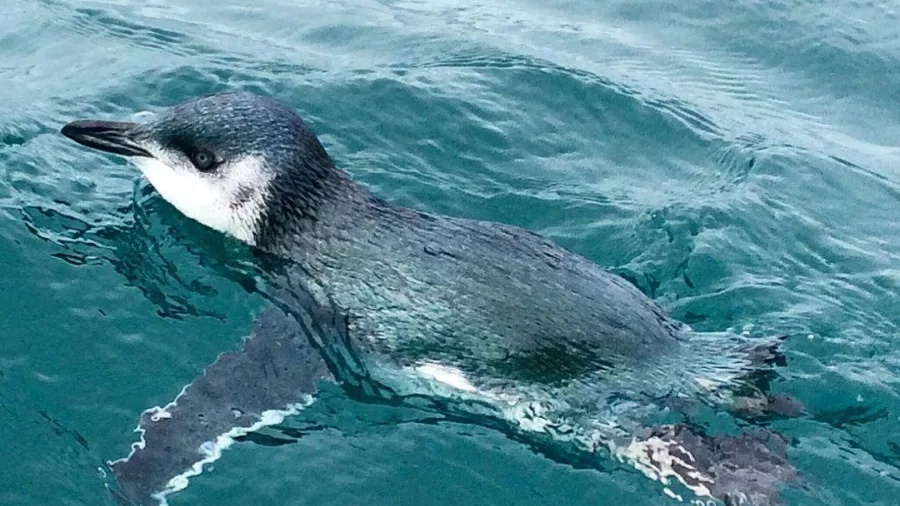 Little Blue Penguin swimming in clear waters near Kaikōura