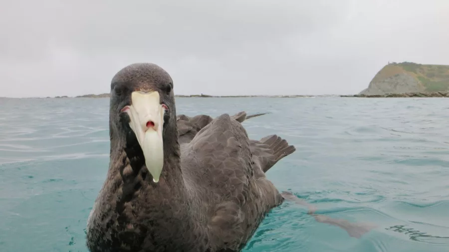 Northern Giant Petrel floating on the sea off the Kaikōura coast