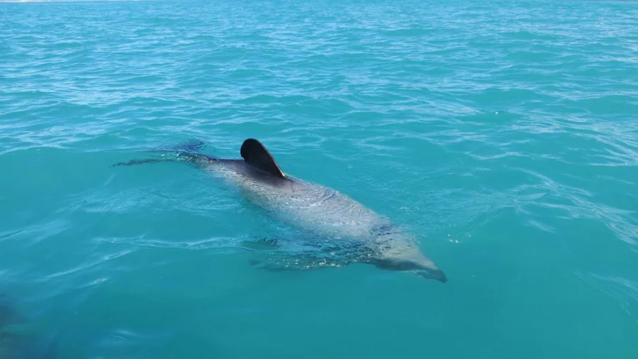 Dusky Dolphin gliding through the vibrant turquoise waters of Kaikōura